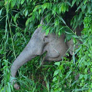 Maleisie-sabah-sukauNP-olifant