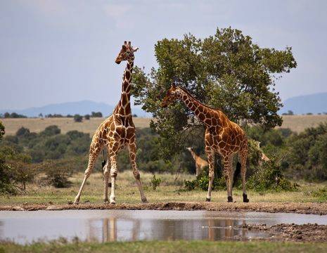 Kenia-Samburu-Giraf