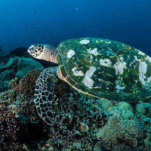 Indonesie-Lombok-Gili-schildpad-onderwater_1