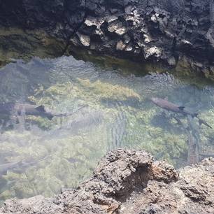 Haaien zwemmen tussen de rotsen bij Isabela, Galapagos