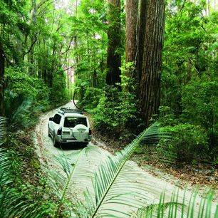Australie-Fraser-Island-jungle-jeep
