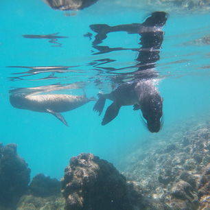 snorkel samen met speelse zeeleeuwen op Isabela