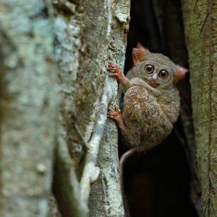 Indonesie-Sulawesi-TangkokoNP-tarsier-shutterstock_312679514(8)