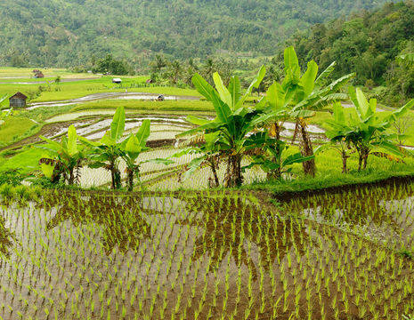Indonesie-Sumatra-rijstveld-prachtig_1