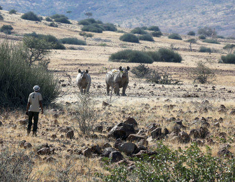 Namibie-Palmwag-Rhino-Trekking(8)