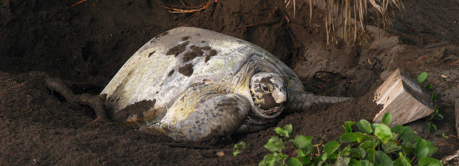 Tortuguero-NP-1-zeeschildpad