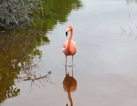 Flamingo o Isabela Island
