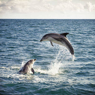 Dolfijnen, Bay of Islands, Nieuw-Zeeland