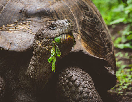 Schildpad op San Cristobal op de Galapagoseilanden