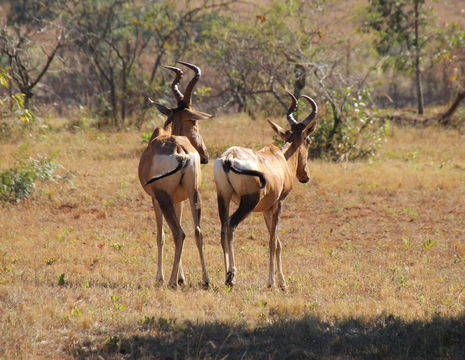 Swaziland-Impala