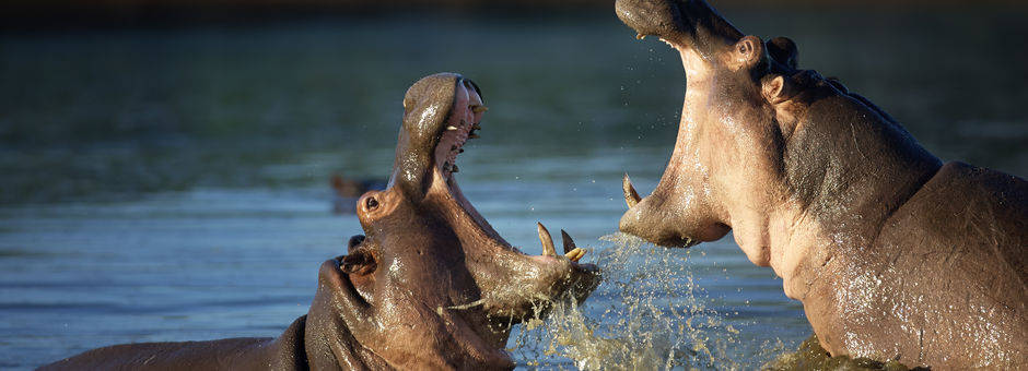 Nijlpaarden in Zuid-Afrika