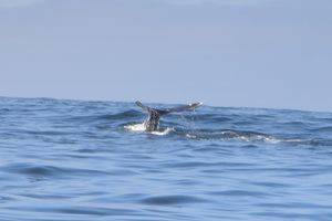 Walvissen spotten per snelle boot