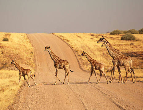 Giraffes-Etosha-National-Park-safari-rit