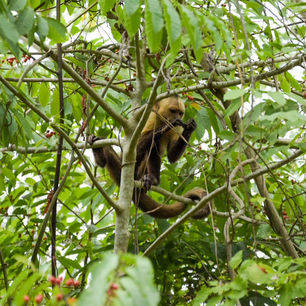 Een aapje verscholen tussen de takken In Tayrona National Park