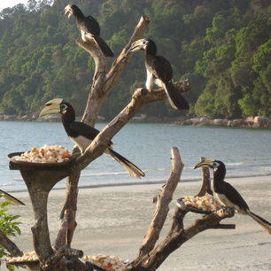 Maleisie-Pangkor-Laut-neushoornvogels