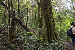 Kerinci Seblat National Park: Trekkings