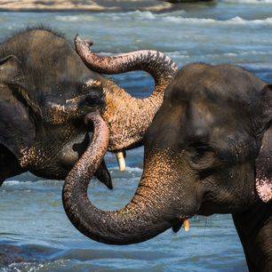 Sri Lanka-Minneriya-National-Park-spelende-olifanten