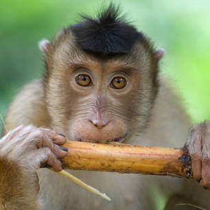 Sabah-Bamboe-etende-Macaque(8)