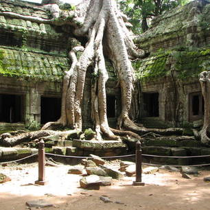 Cambodja-SiemReap-AngkorWat-boom(8)