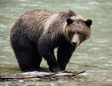 Canada-Campbell-River-Grizzly-beren-1