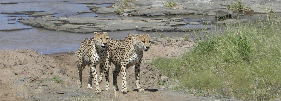 Kenia-Masai-Mara-Cheetas_1_390966