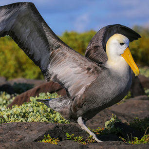 Bijzondere vogels zijn eenvoudig te spotten op Espanola, Galapagos