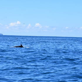 Dolfijn bij Isla del Cano