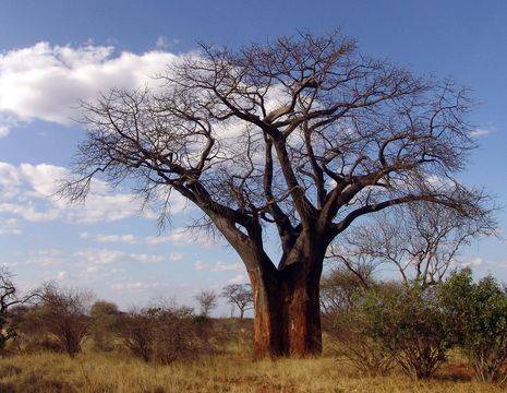 Zuid-Afrika-Limpopo-Baobab