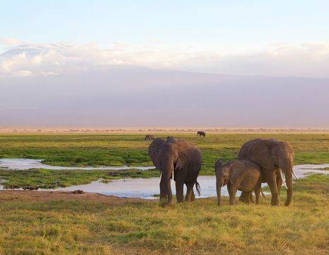 Kenia-Amboseli-Olifanten