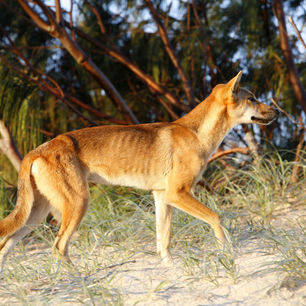 Australie-Fraser-Island-dingo