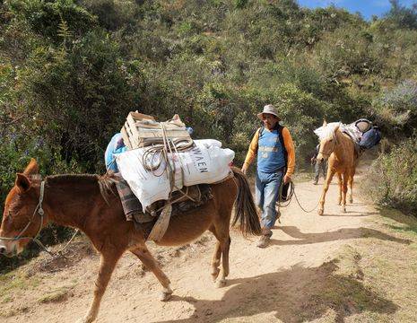 De muilpaarden dragen uw bagage in Peru