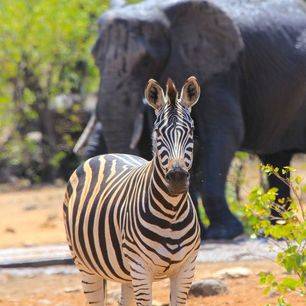 Krugerpark-Zebra-Olifant_1_386923