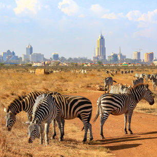 Kenia-Nairobi-Skyline-Zebra