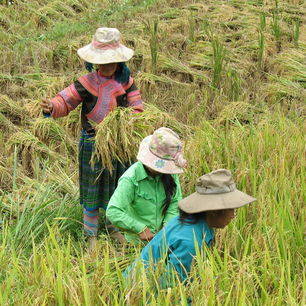 Vietnam-Sapa-vrouwen-rijstveld_1