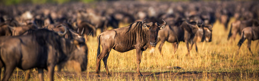 korte safari zuid afrika