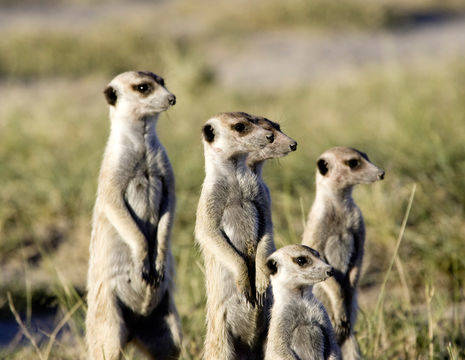 Meerkat-Zuid-Afrika(8)