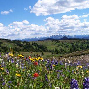 Canada-Manning-Provincial-Park-bloemen