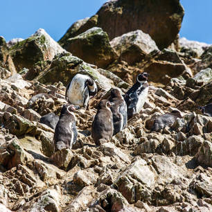 Pinguins-op-de-rotsen-bij-Islas-Ballestas-9955a200(10)