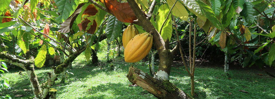 Sulawesi-Tentena-Cacao