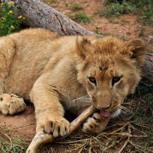 Zuid-Afrika-Krugerpark-Babyleeuw