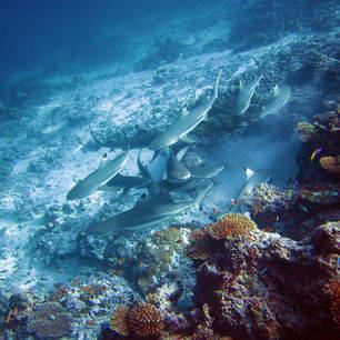 Malediven-onderwaterwereld-babyhaai_1_374851