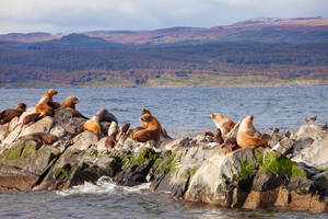 Argentinie-Ushuaia-Seal-Island-Beagle-Channel