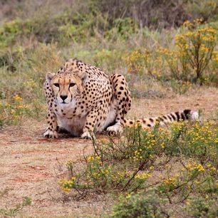 Vindt de Big 5 in Addo National Park, Zuid-Afrika