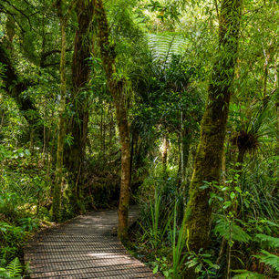 Nieuw-Zeeland-Noordereiland-Hokianga-Waipoua-Kauri-Forest-1