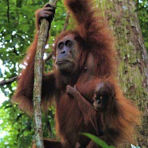 Sumatra-Bukit-Lawang-Jungle-17