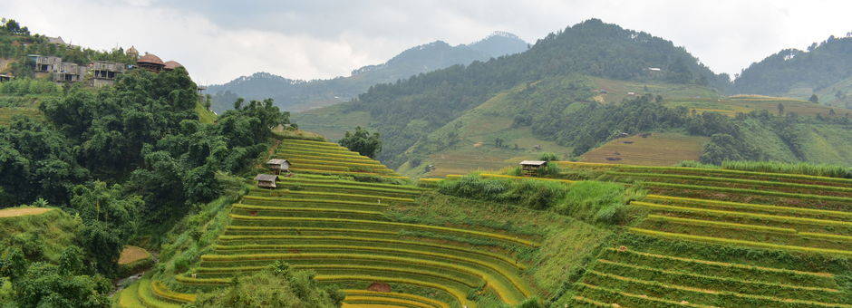 Vietnam-Mu-Cang-Chai-rijstvelden-oogst