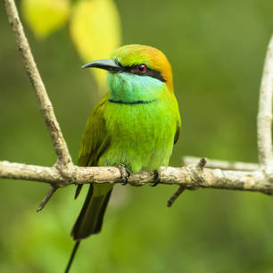 Sri Lanka-National Park-vogels(8)