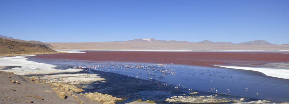 Het meer in Uyuni kleurt roze van de flamingo's - Bolivia