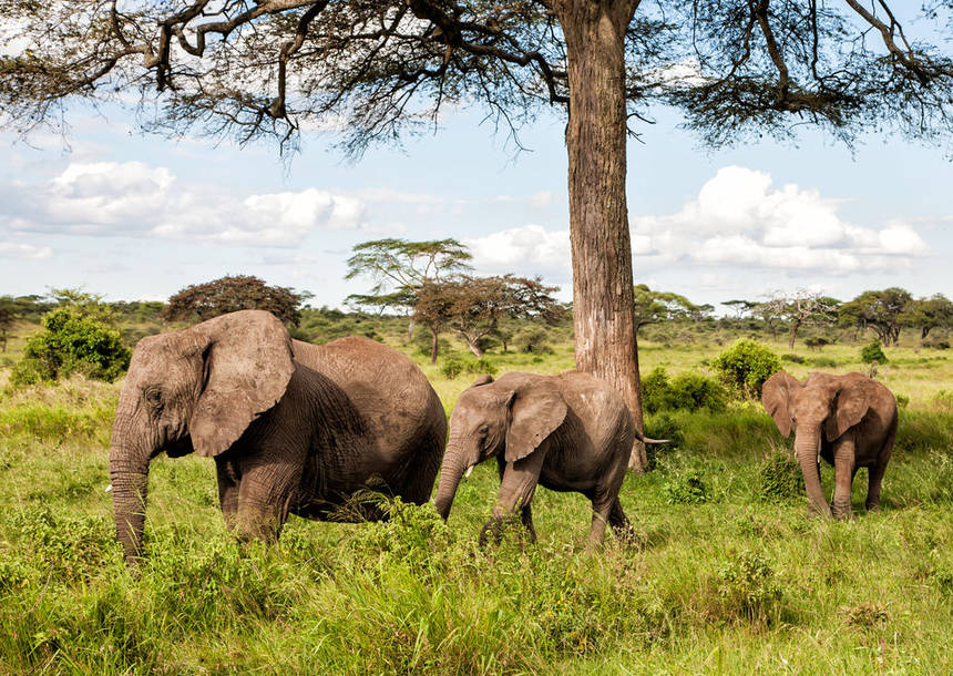 Bekijk deze video van een safari in Tanzania!