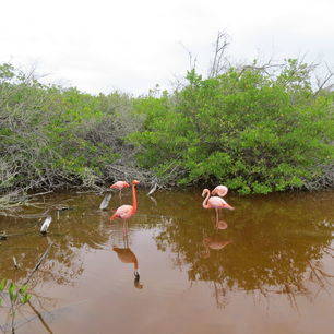 Kleurrijke flamingo’s in de wetlands op Isabela